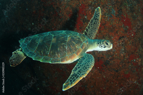 Green Sea Turtle  © Richard Carey