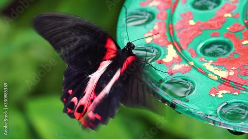 macro closeup of a red scarlet mormon butterfly drinking nectar, tropical insect specie from the philippines, Asia