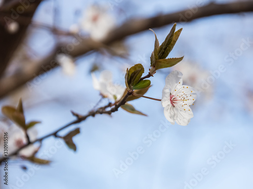 Spring early flowers on trees in the city.