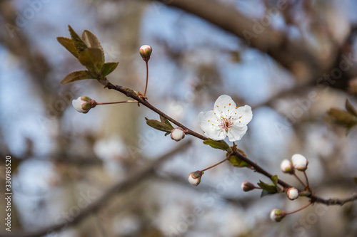 Spring early flowers on trees in the city.