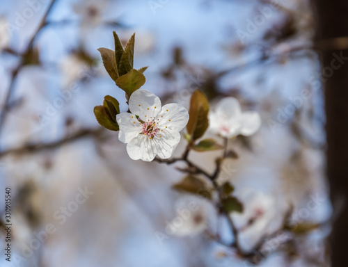 Spring early flowers on trees in the city.