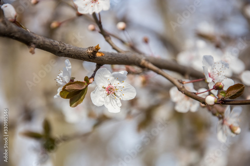 Spring early flowers on trees in the city.