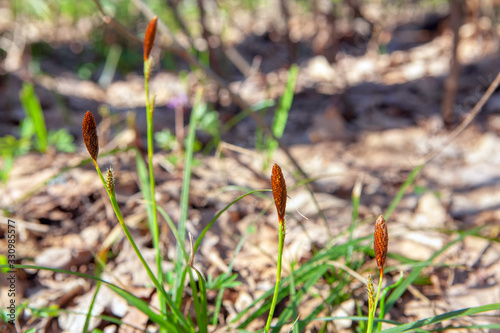 close up image of uncultivated plants in the spring