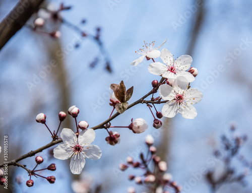 Spring early flowers on trees in the city.