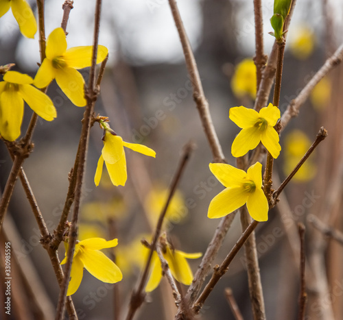 Yellow spring flowers  on thin branches.