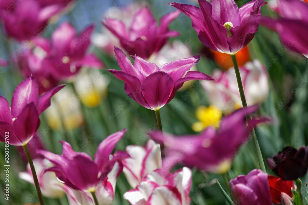 Naklejka premium Beautiful spring flowers 