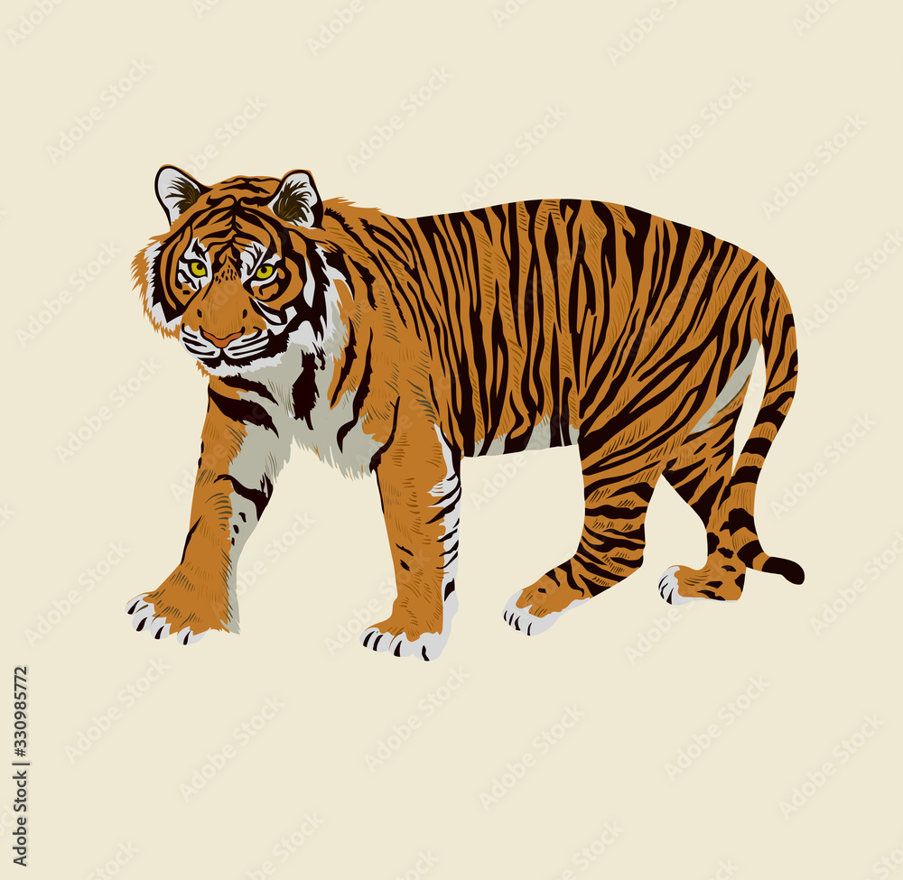 Obraz premium Sumatrian endangerd tiger watercolor illustration hand drawn