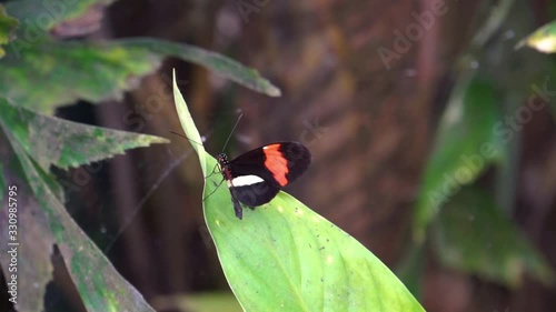 macro closeup of a small red postman butterfly fluttering its wings, tropical insect specie from Costa Rica, America