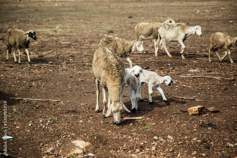 Fototapeta premium Schafe in Marokkko