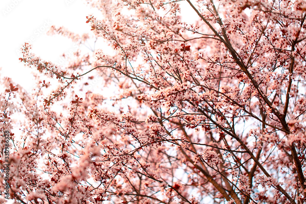 spring flowers, colorful flowers background. spring fruit trees, blooming. spring flowers, colorful flowers background. spring fruit trees, blooming.
