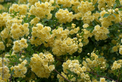 Yellow flower of Banksia rose wetted by rain, Rosa banksiae