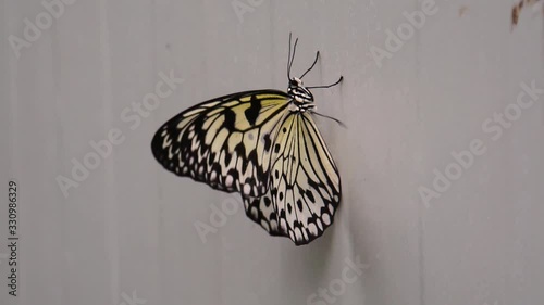 beautiful macro closeup of a tree nymph butterfly walking against a wall and flying away, tropical insect specie from Asia