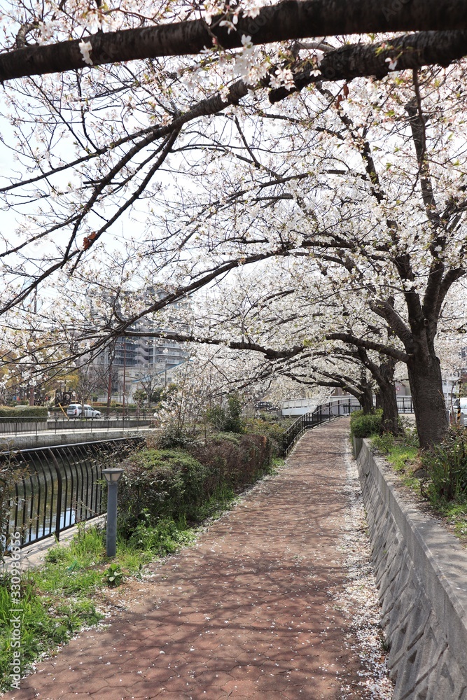 桜　サクラ　さくら