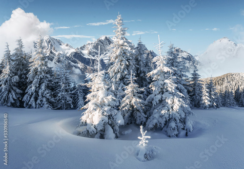 Majestic landscape with forest at winter time. Scenery background © standret