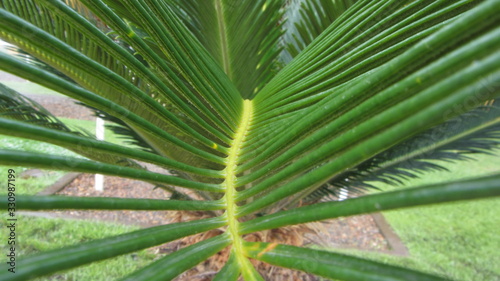 plant closeup