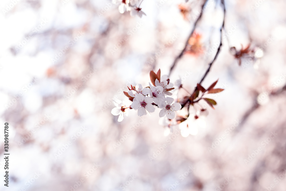Tender bloom of white flowers of cherry plum in the spring garden. art tender photo. Tender bloom of white flowers of cherry plum in the spring garden. art tender photo.