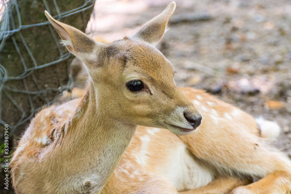 Persian faloow deer fawn is lying at a tree Persian faloow deer fawn is lying at a tree