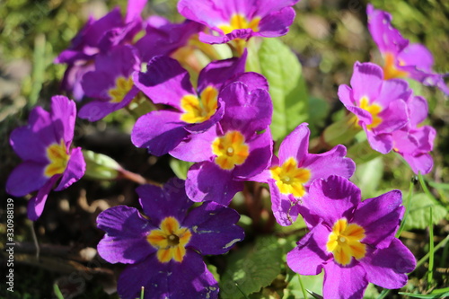 pink flowers  purple flowers  spring is coming