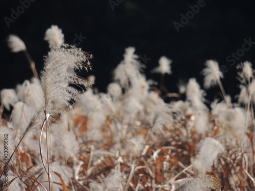 Many Susuki grass  Japanese silver grass  blowing in the wind in autumn