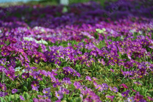 pink flowers, purple flowers, spring is coming