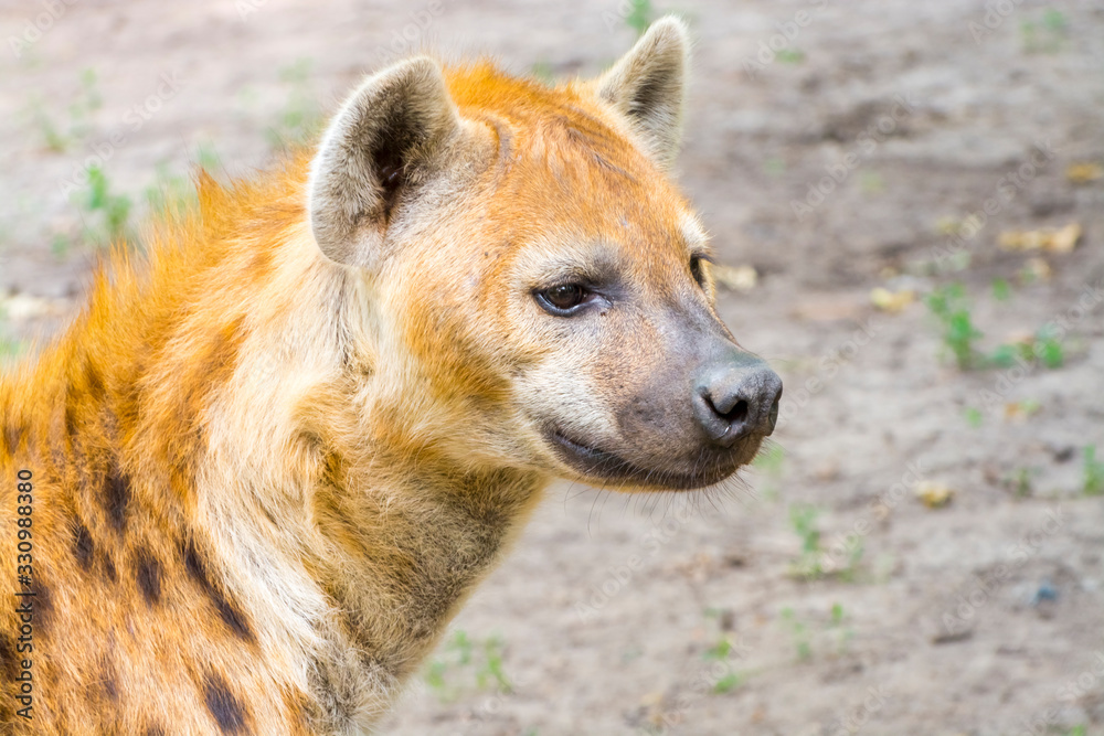Close portait of a female spotted hyena