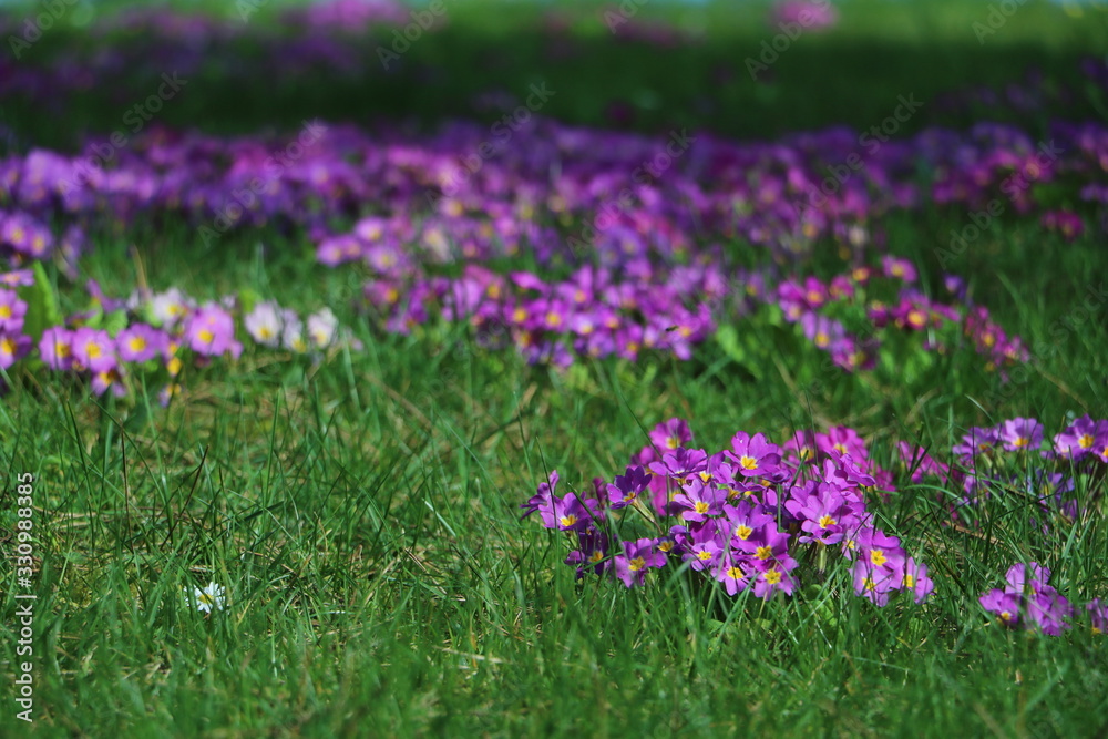 pink flowers and purple flowers in the garden, spring is here, summer is coming