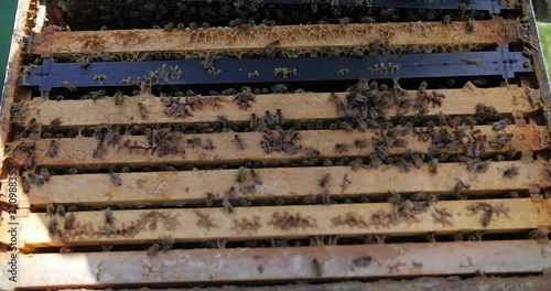 Wooden Box With Frames Of Honeycombs And Bees In The Apiary On A Sunny Day - Closeup Shot