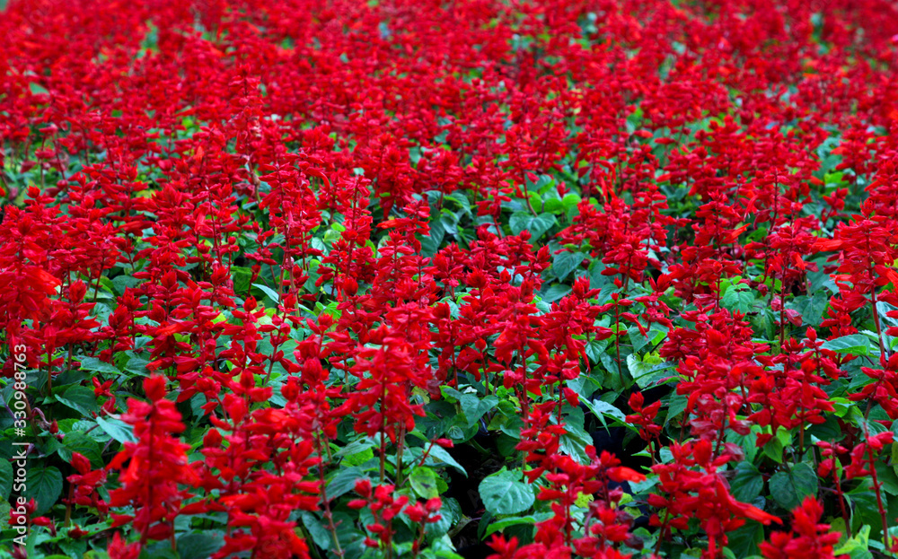 field of red blooming flowers