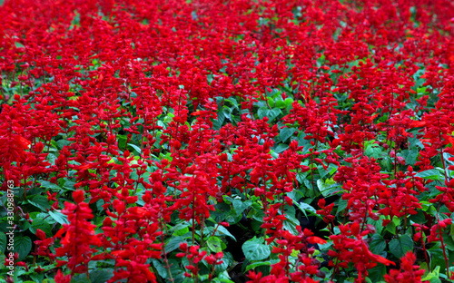 field of red blooming flowers