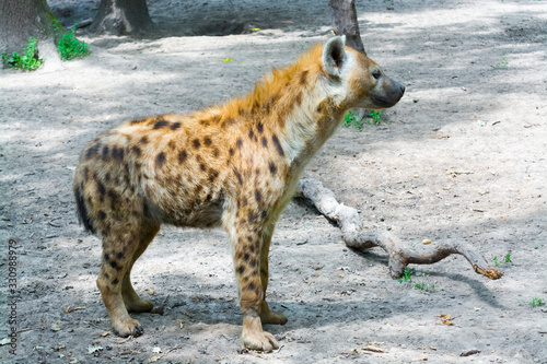 A female spotted hyena is standing in a forest photo