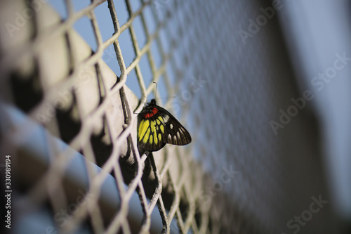 butterfly on the net with dark sky Delias pasithoe with net background lost in city photo