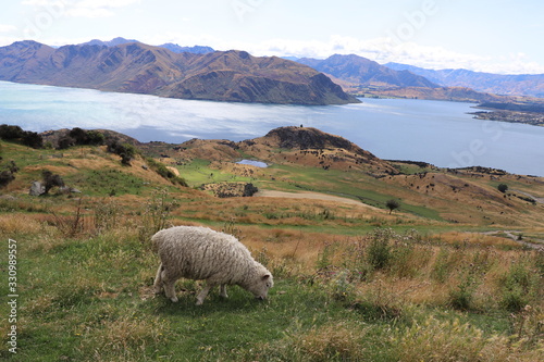 Mouton au lac de Wanaka