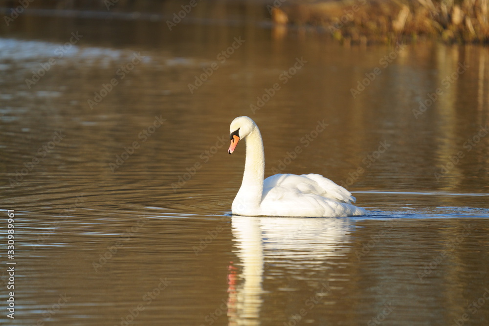 Swan - Oslo Norway Swan - Oslo Norway