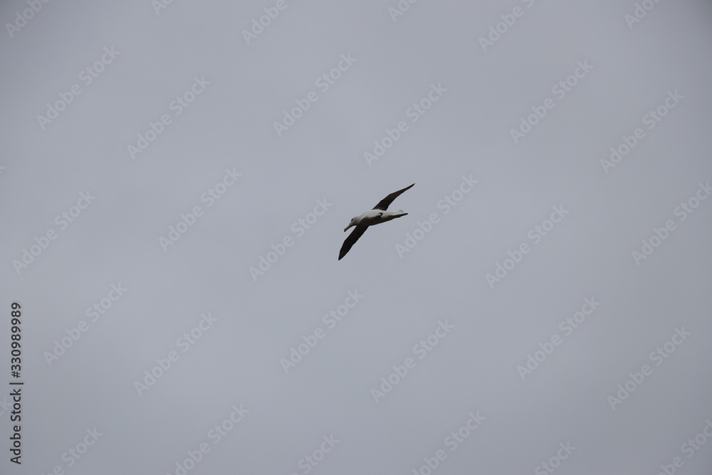 Albatros royal en vol  : Diomedea epomophora