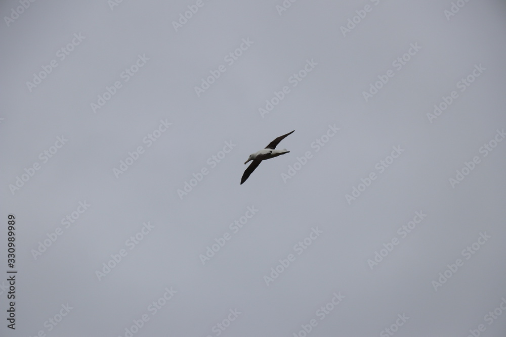 Albatros royal en vol : Diomedea epomophora Albatros royal en vol : Diomedea epomophora