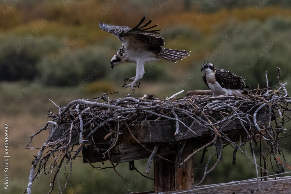 Fototapeta premium nido di falco con due cuccioli