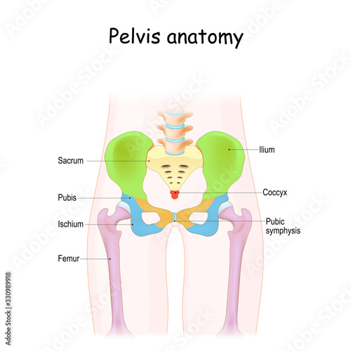 Pelvis anatomy. Color structure of pelvic skeleton