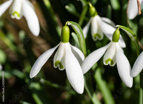Snowdrop or common snowdrop (Galanthus nivalis) flowers