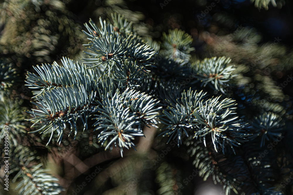Beautiful background of fir branches.