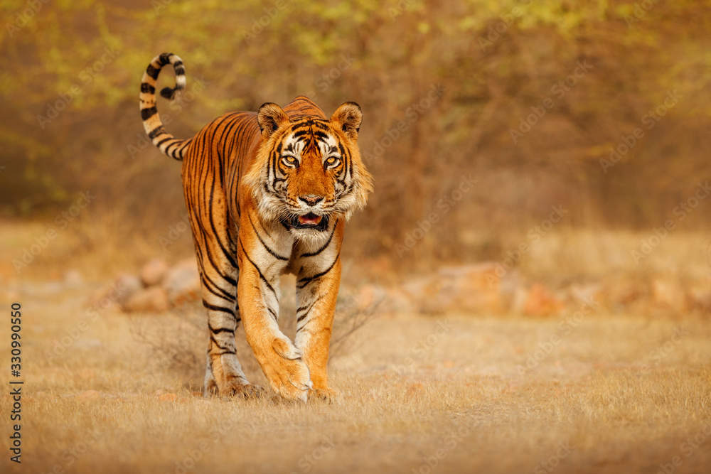 Fototapeta premium Wielki samiec tygrysa w środowisku naturalnym. Tygrys chodzi w czasie złotego światła. Scena dzikiej przyrody z niebezpiecznym zwierzęciem. Gorące lato w Indiach. Suchy teren z pięknym tygrysem indyjskim Panthera tigris