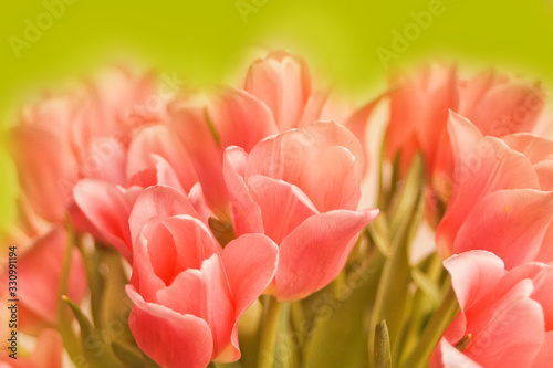 Pink tulips on the green background. Copy space.