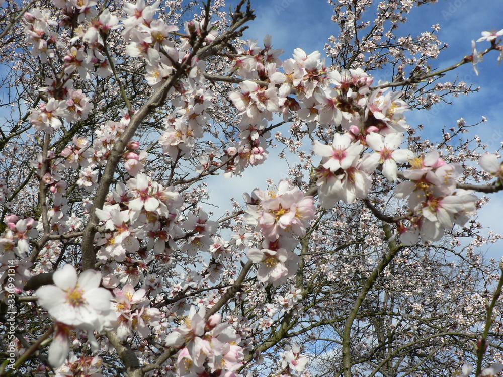 Branches of pink blossoming Sakura against the blue sky with clouds. Copy space for text. Branches of pink blossoming Sakura against the blue sky with clouds. Copy space for text.
