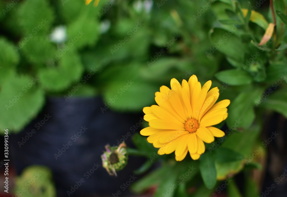 Blooming Marigold isolated With beautiful yellow petals and pollen in West Bengal , India. Blooming Marigold isolated With beautiful yellow petals and pollen in West Bengal , India.