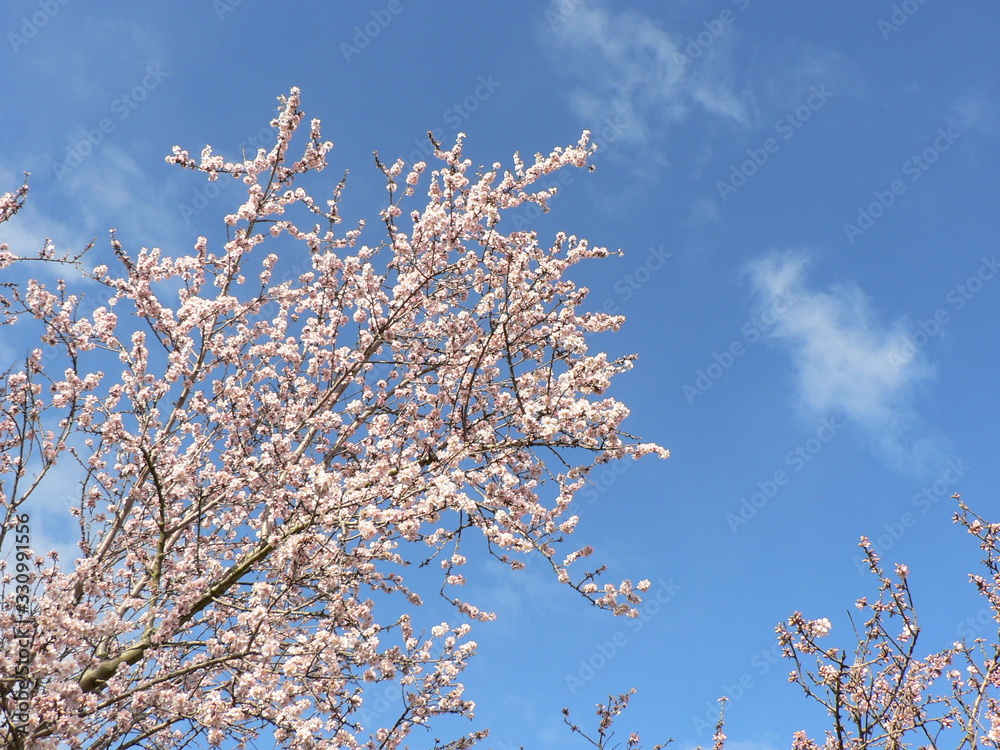 Branches of pink blossoming Sakura against the blue sky with clouds. Copy space for text.
