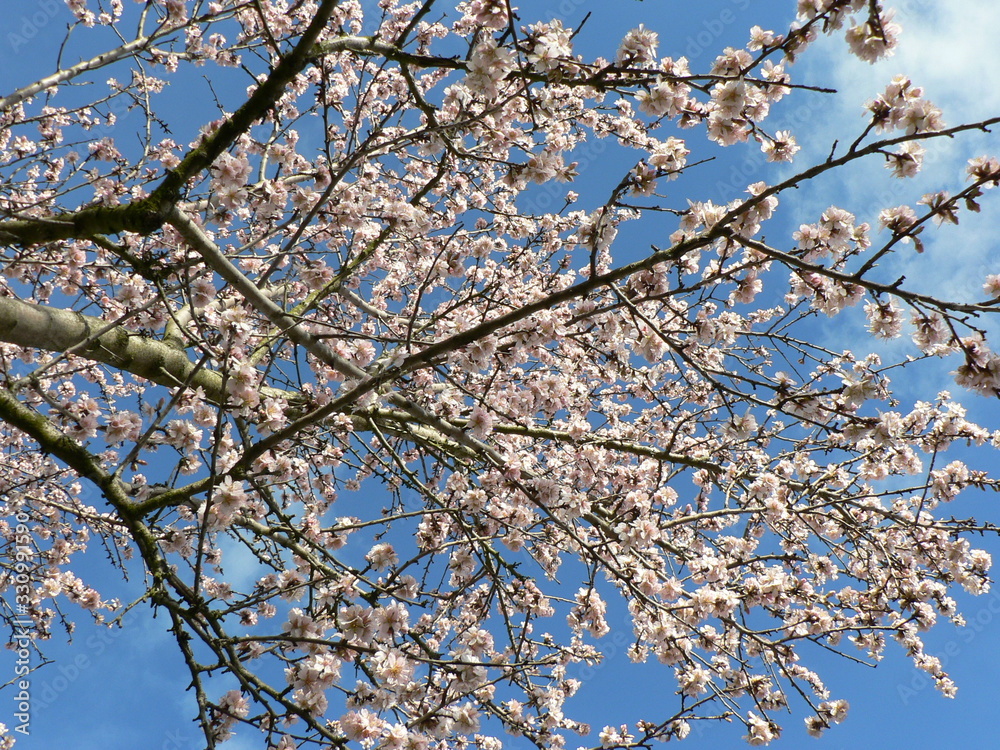 Beautiful tender tree blossom in sunlight, floral background, spring blooming flowers. Cherry blossoms in the Prague city garden. Copy space for text. Beautiful tender tree blossom in sunlight, floral background, spring blooming flowers. Cherry blossoms in the Prague city garden. Copy space for text.