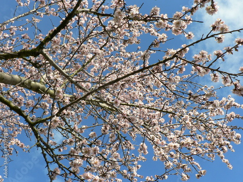 Beautiful tender tree blossom in sunlight  floral background  spring blooming flowers. Cherry blossoms in the Prague city garden. Copy space for text.