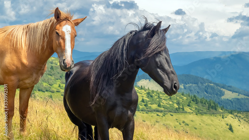 Horses on walking in the mountains on a meadow in warm summer day. Natural background