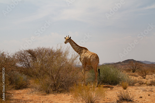 Giraffe in the desert in Northern Cape, South Africa
