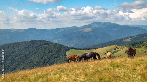 Horses with a foal walking in the mountains on a meadow on a warm summer day. Natural background