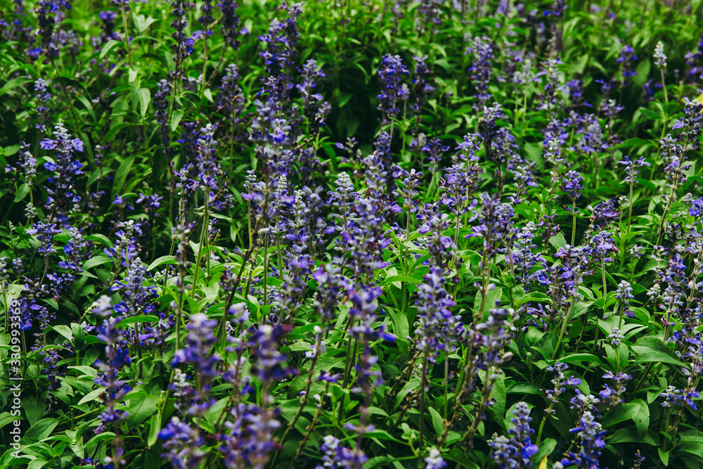 Purple or violet lavender flower meadow field on the garden. in dark forest tone. Purple or violet lavender flower meadow field on the garden. in dark forest tone.